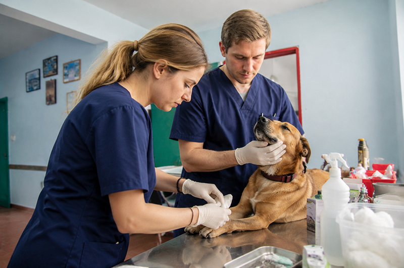 Veterinary Flexible Endoscope