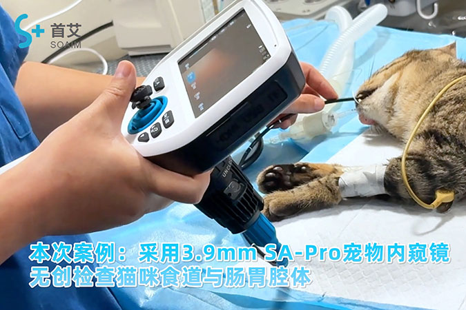 Veterinary Endoscopy Solutions