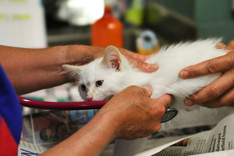 Pre-operative examination for pet cats