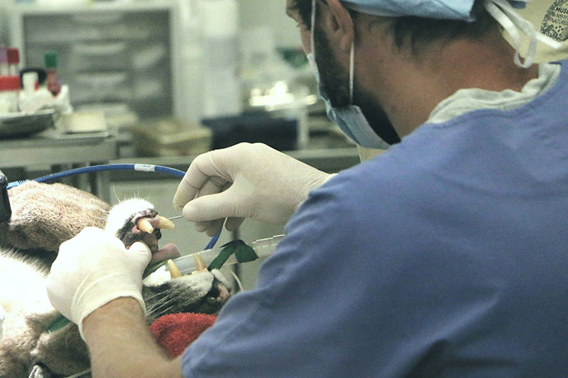 Minimally invasive veterinary endoscopic surgery