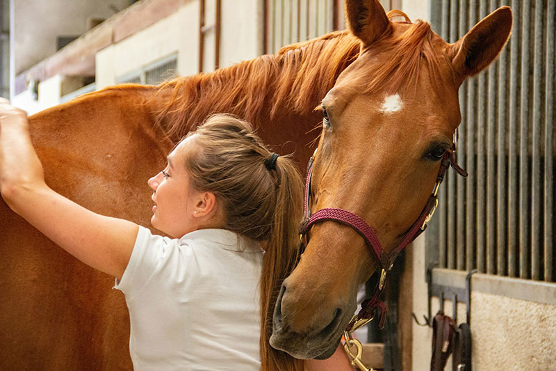 Endoscopy of a horse