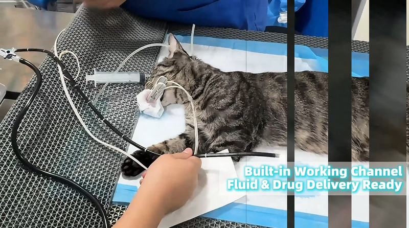 Feline Endoscopy