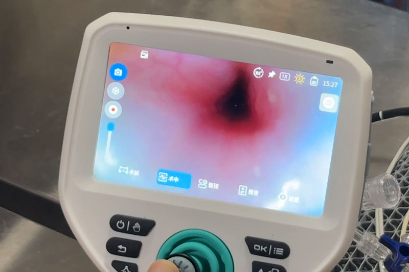 Endoscopic examination of the digestive tract in pets